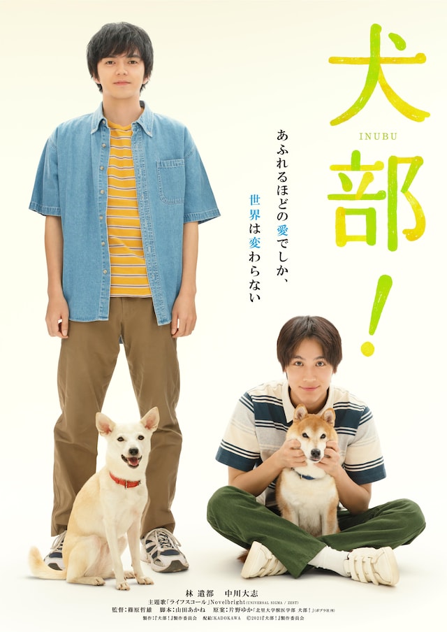 「犬部！」ティザービジュアル