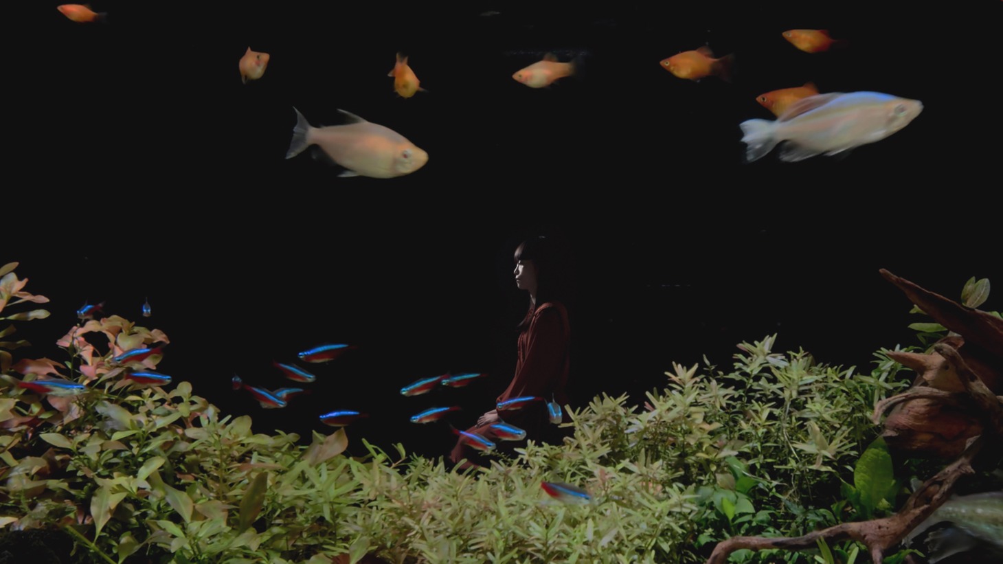 「片袖の魚」