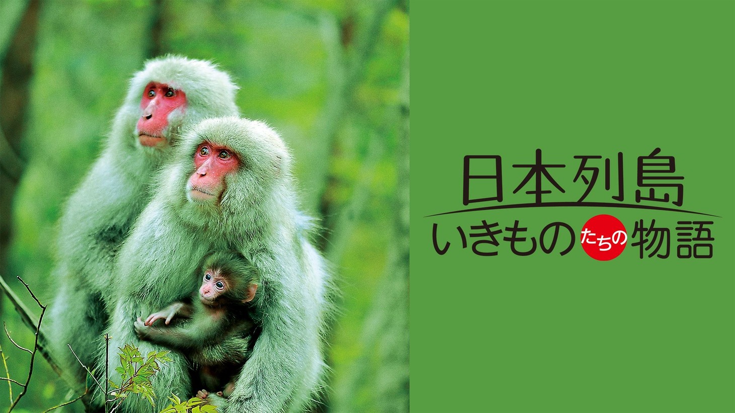 「日本列島 いきものたちの物語」ビジュアル