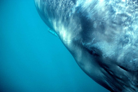 「くじらびと」