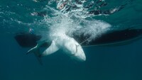 「血戦！サメ vs イルカ」 (c)National Geographic