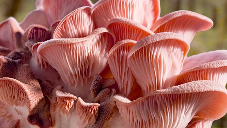 「素晴らしき、きのこの世界」新場面写真