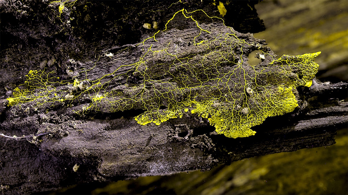 私たちはキノコよ！ドキュメンタリー「素晴らしき、きのこの世界」の冒頭シーン公開