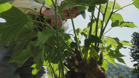 「明日をへぐる」