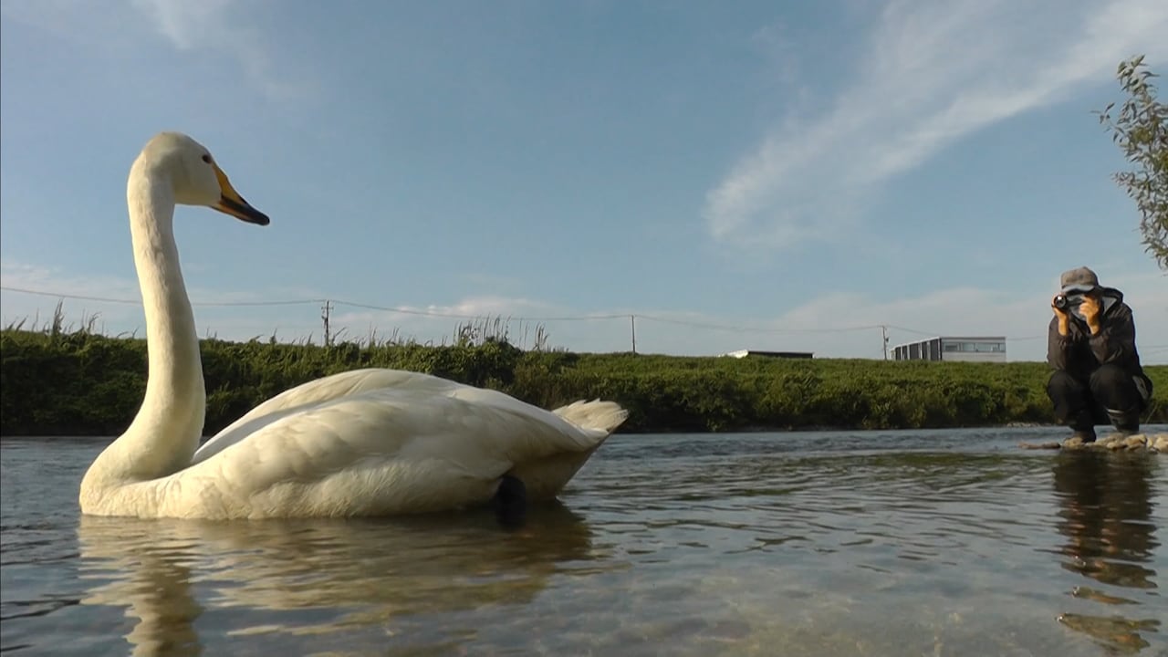 ドキュメンタリー「私は白鳥」予告、傷付いた白鳥を見守る男性の日々映し出す