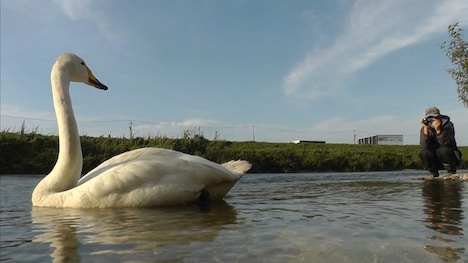 「私は白鳥」