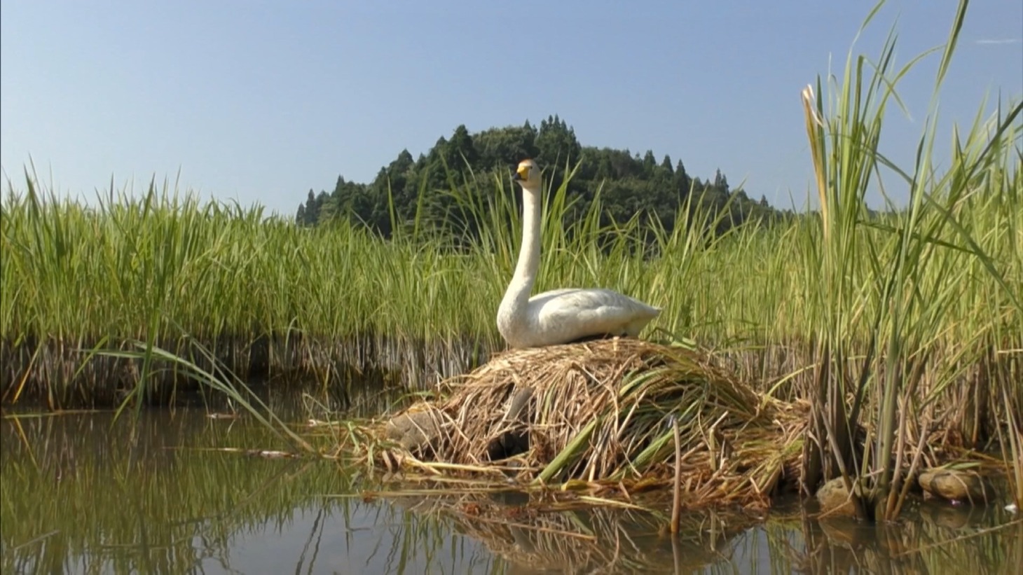 「私は白鳥」