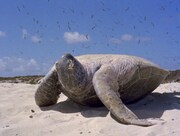 「世界残酷物語」