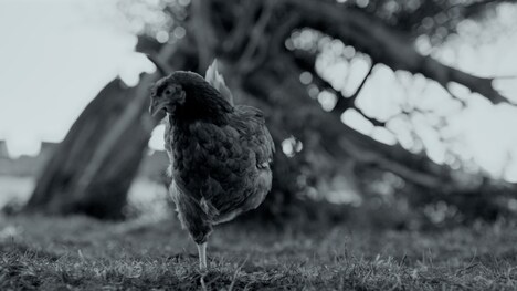 「GUNDA／グンダ」