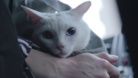 「吾輩は猫である!」