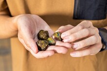 大童澄瞳が持参した宝坂産オパール。