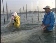 「黒いダイヤ」