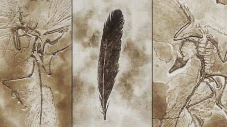 「ルパン三世 PART6」第10話「ダーウィンの鳥」