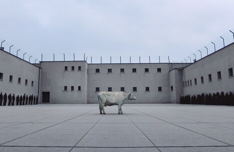 「白い牛のバラッド」