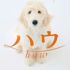 監督・犬童一心×原作・斉藤ひろし、犬と人の絆を描く「ハウ」夏公開