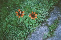 高橋文哉が撮影した写真。