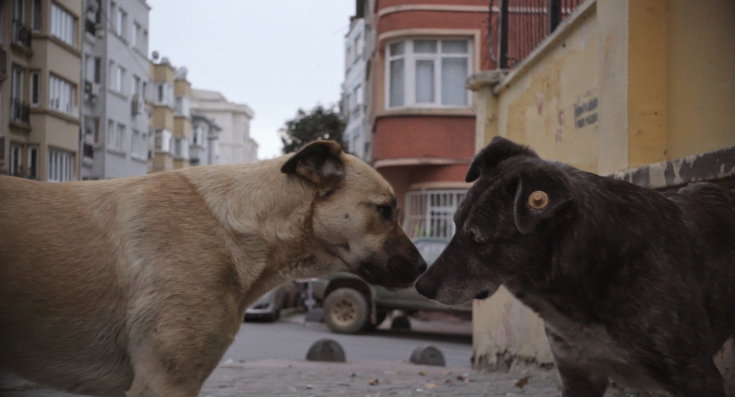 「ストレイ 犬が見た世界」