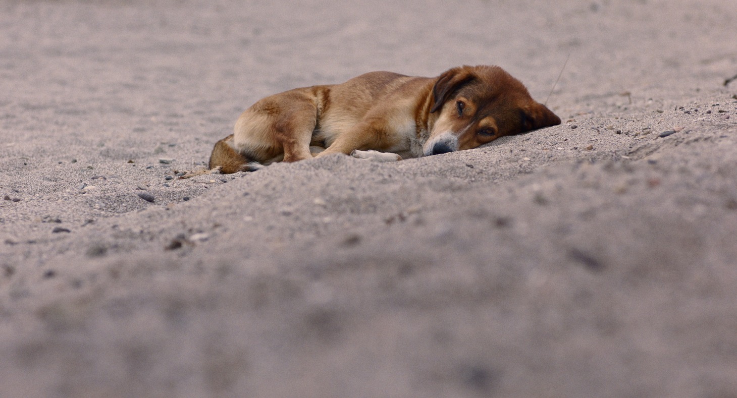 「ストレイ 犬が見た世界」