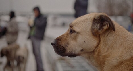 「ストレイ 犬が見た世界」