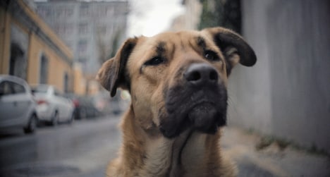 「ストレイ 犬が見た世界」