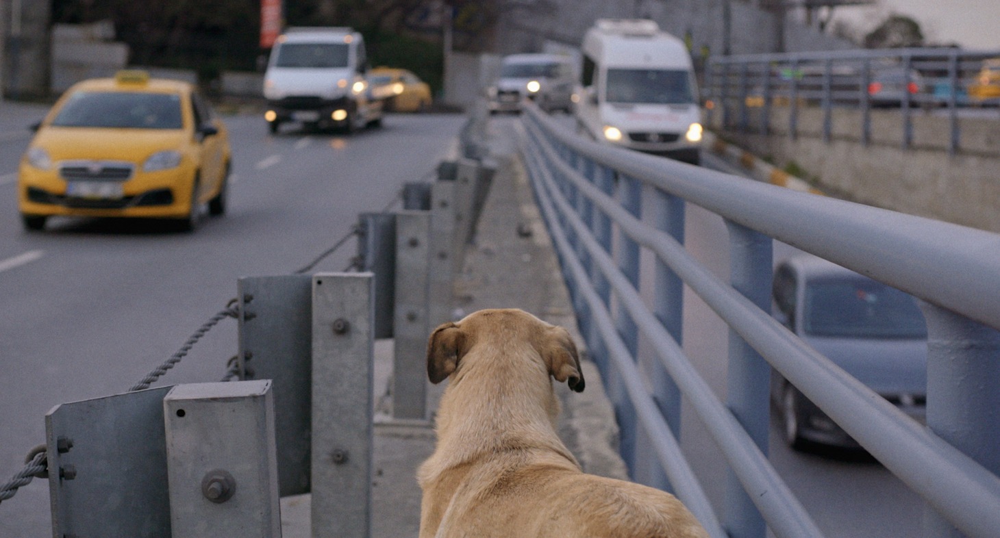 「ストレイ 犬が見た世界」