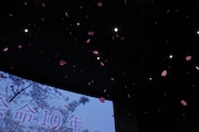 劇場に舞う桜吹雪。