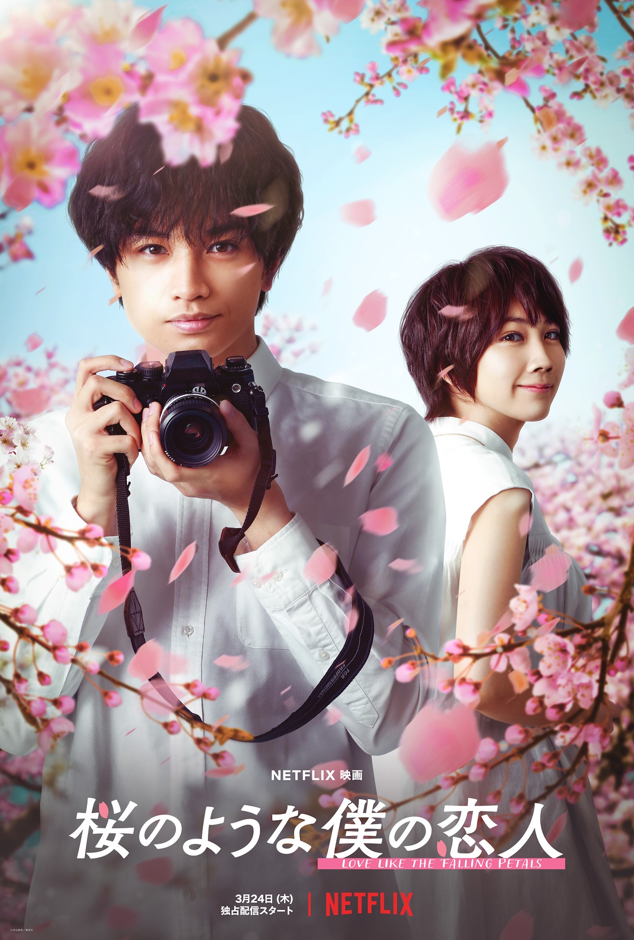 「桜のような僕の恋人」キーアート