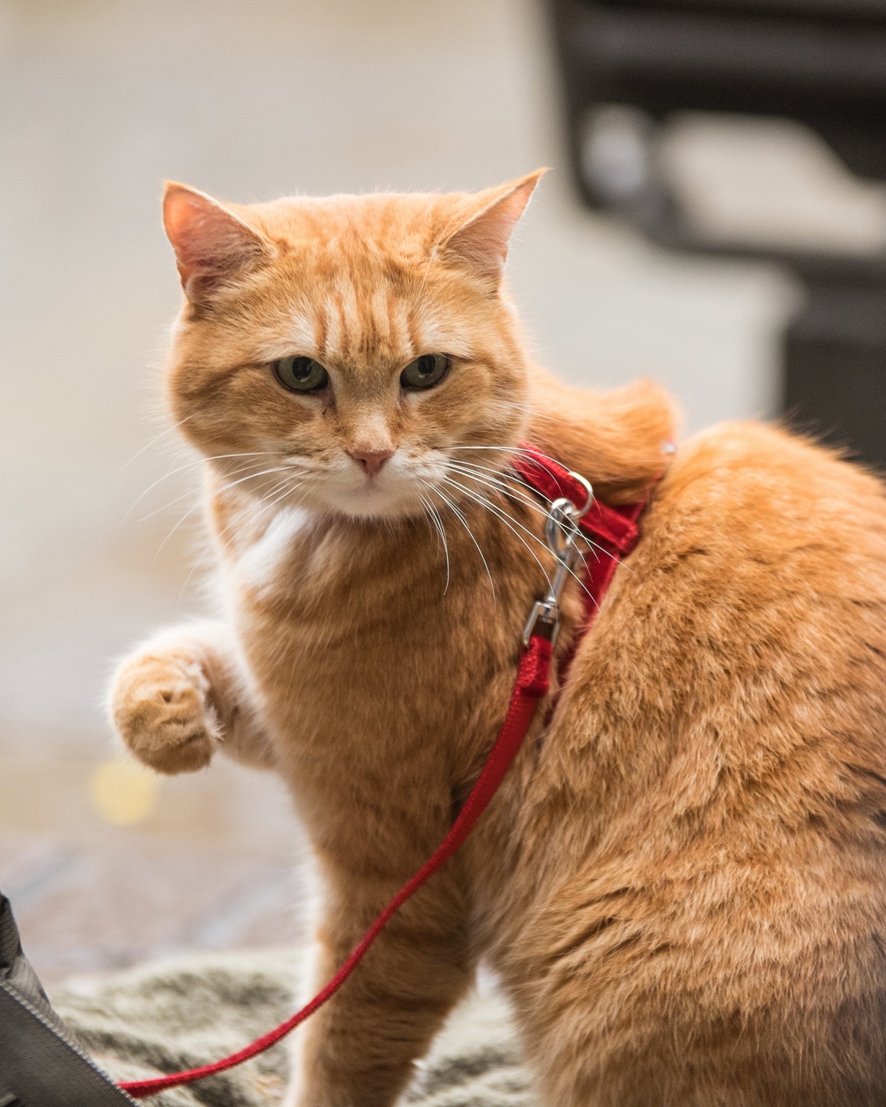 「ボブという名の猫2 幸せのギフト」新場面写真