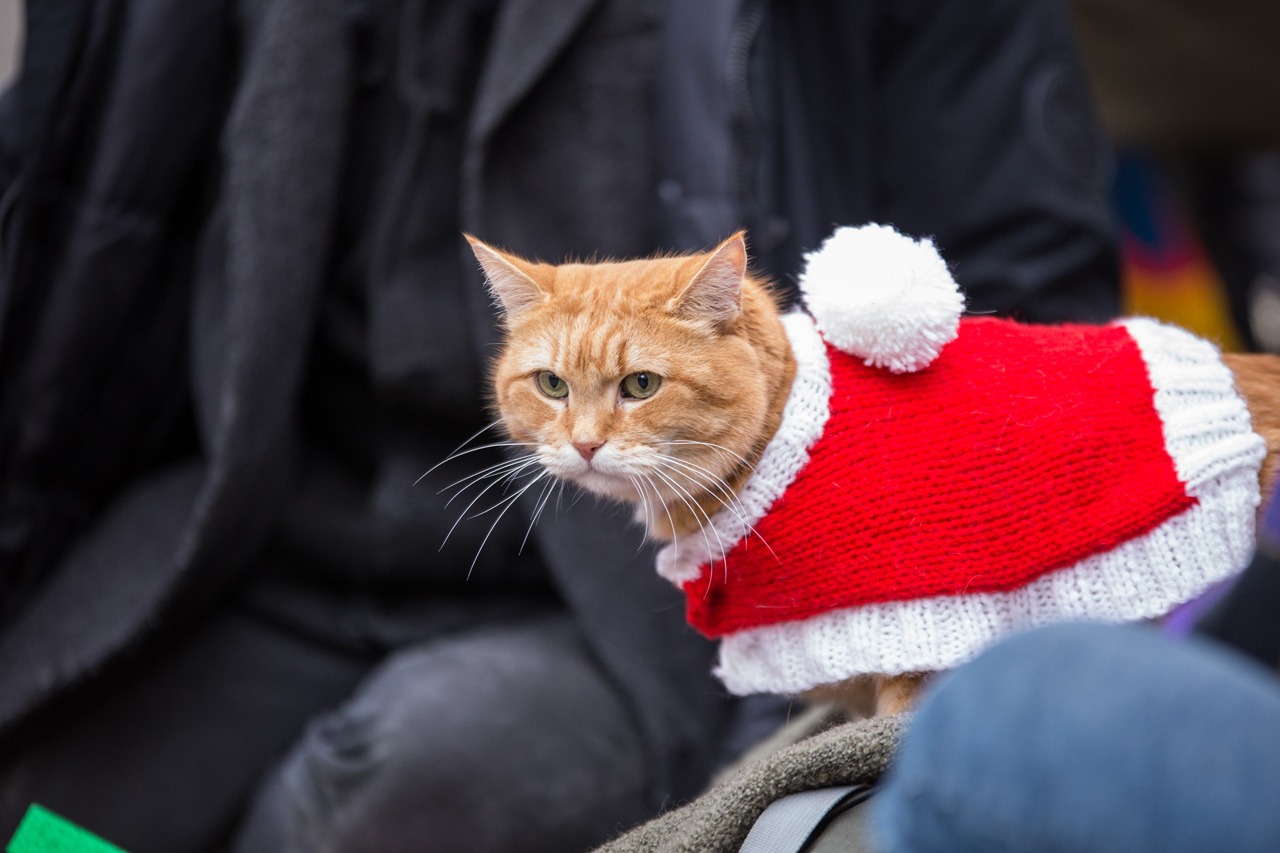 「ボブという名の猫2 幸せのギフト」新場面写真