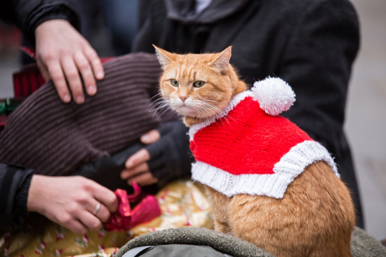 「ボブという名の猫2 幸せのギフト」新場面写真