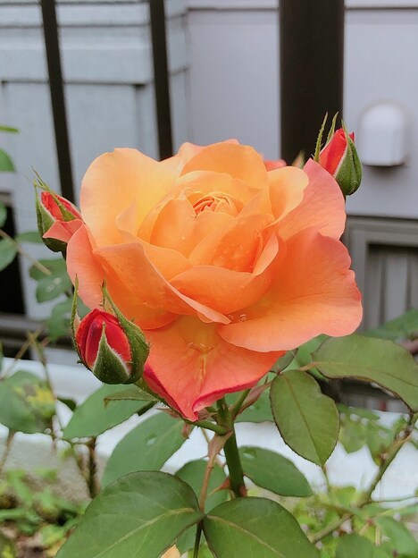 東京女学館で育てられている「アンネ・フランクの形見」。