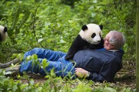 「PANDAS」 (c)Copyright 2018 IMAX CAPITAL, WARNER BROS. ENTERTAINMENT INC., Jin Yi Culture Investment (HK) Corporation AND PANDA PRODUCTIONS ALL RIGHTS RESERVED