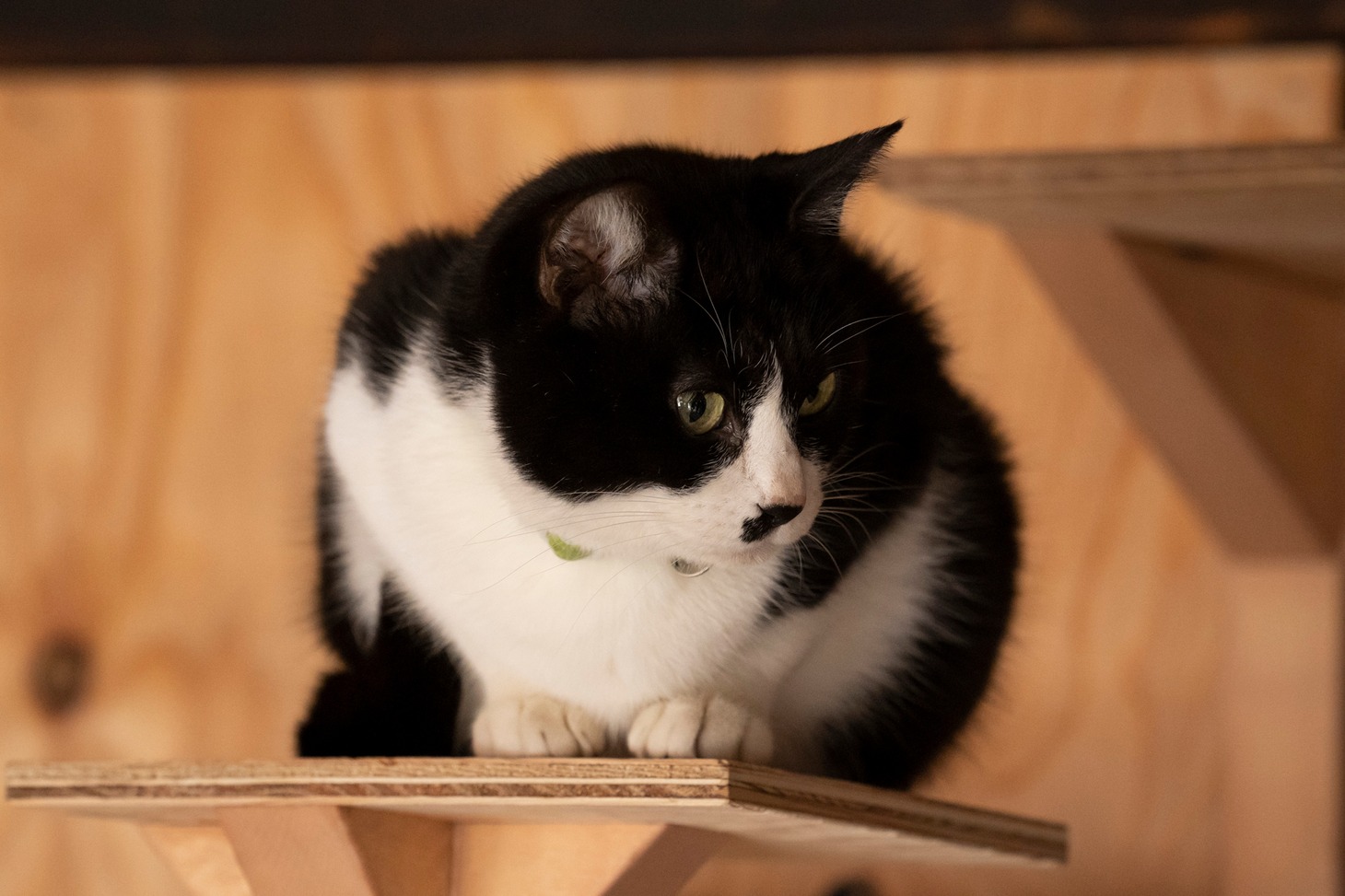 「ねこ物件」