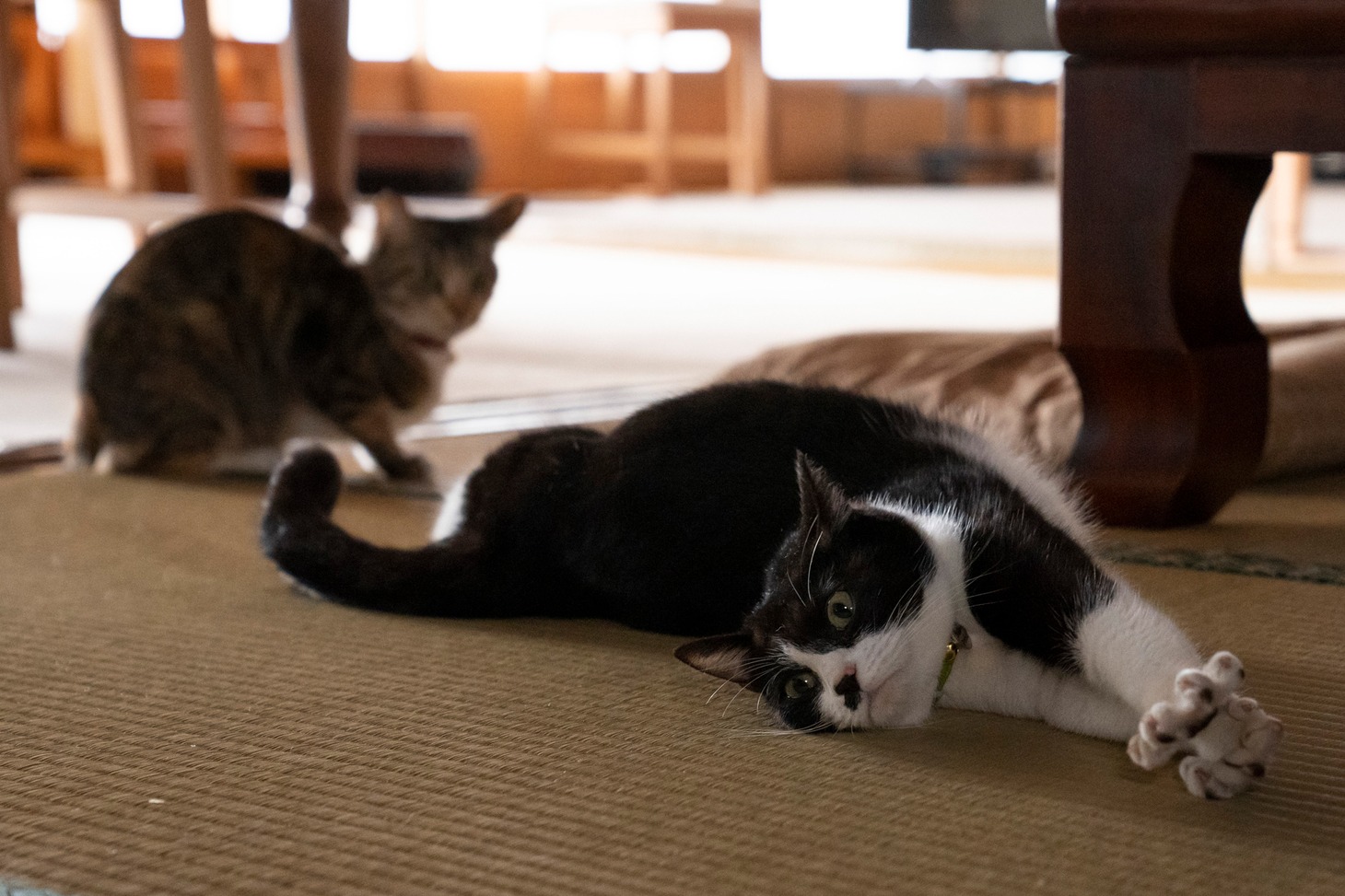 「ねこ物件」
