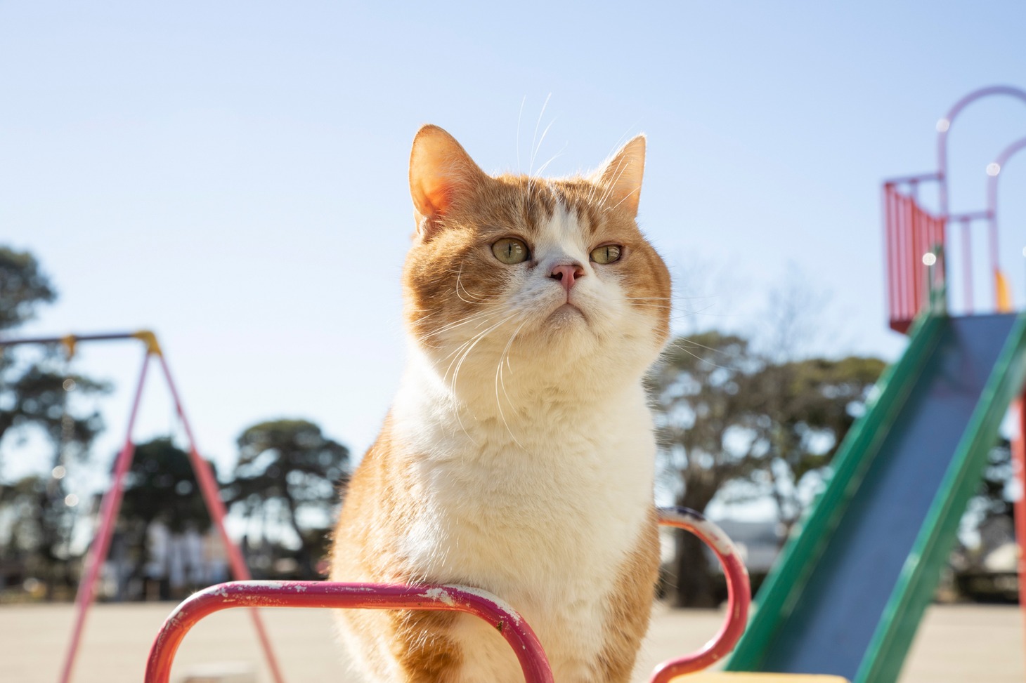 「ねこ物件」