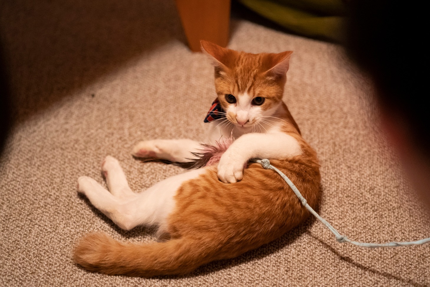 「ねこ物件」