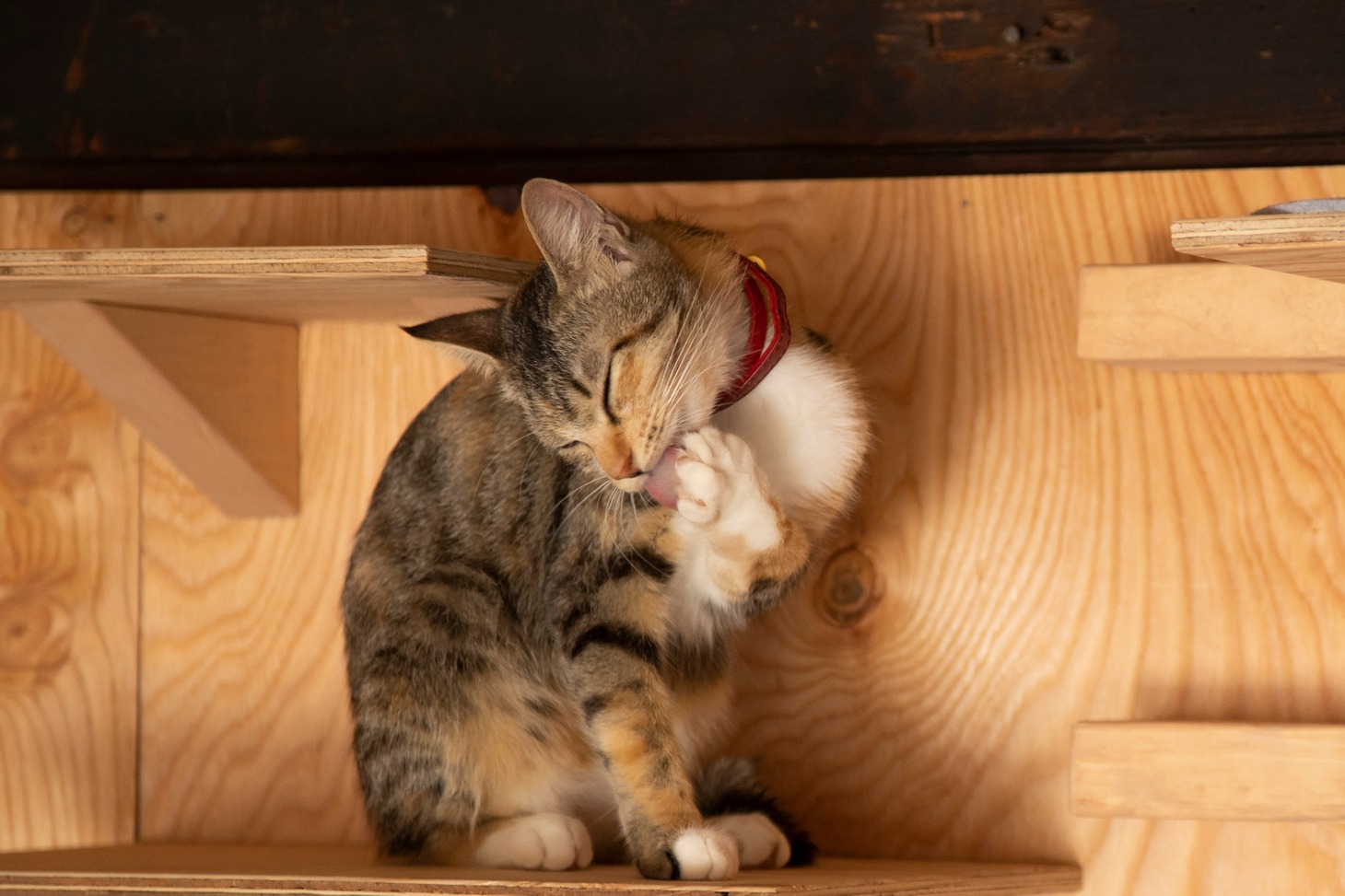 「ねこ物件」