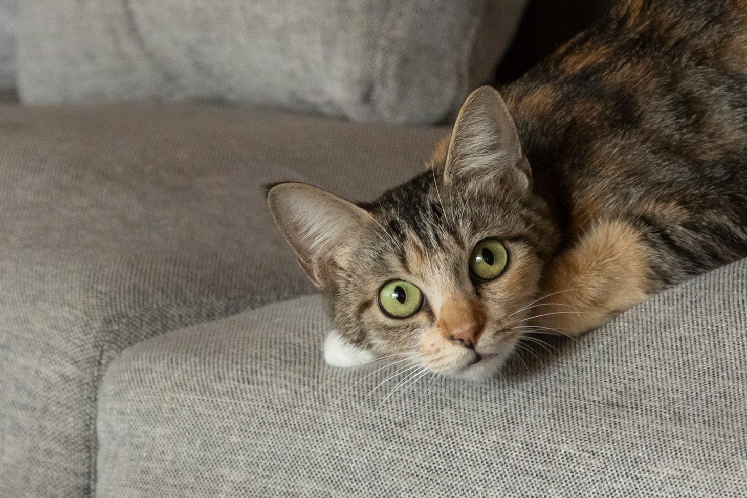 「ねこ物件」