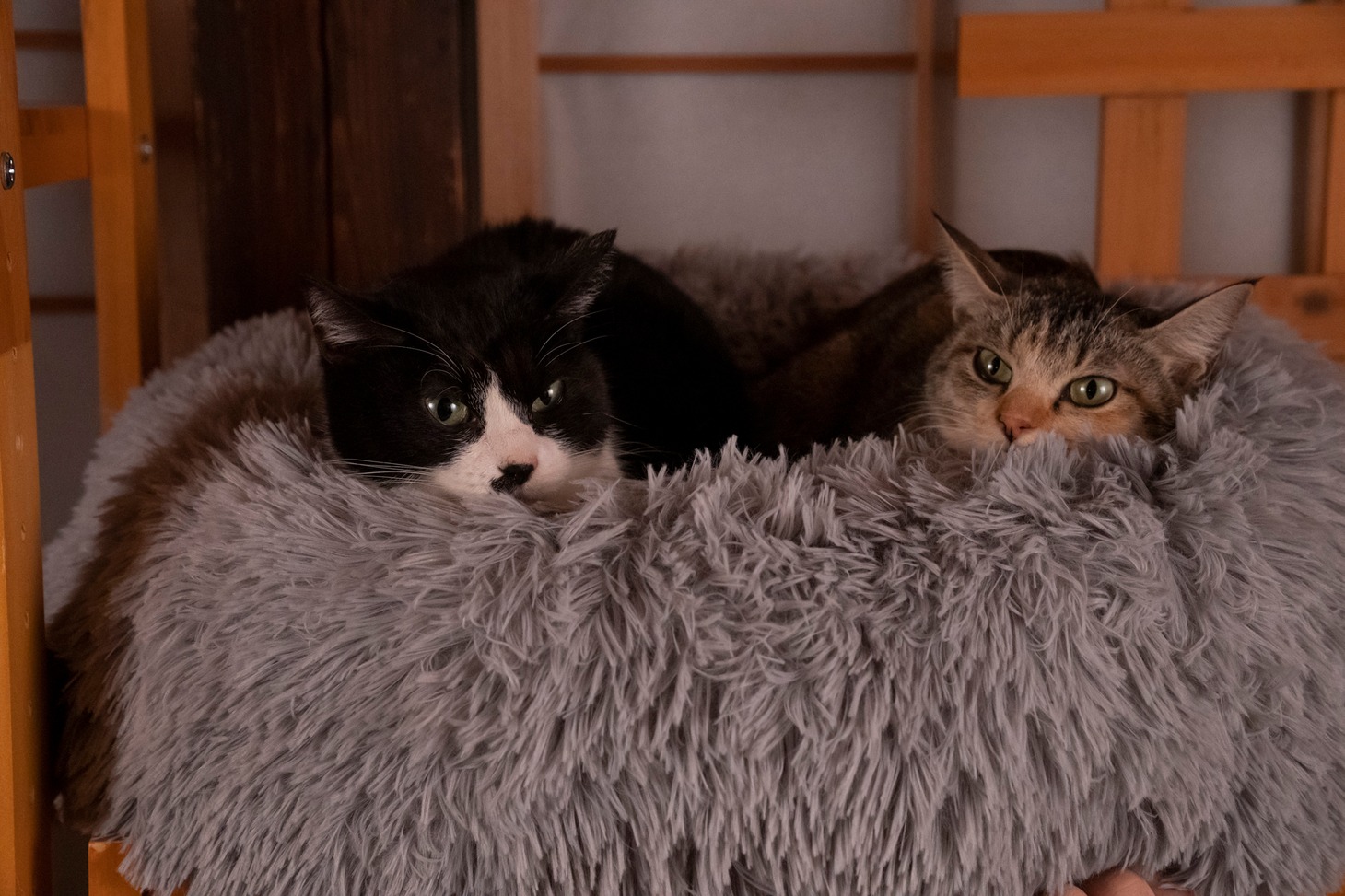 「ねこ物件」