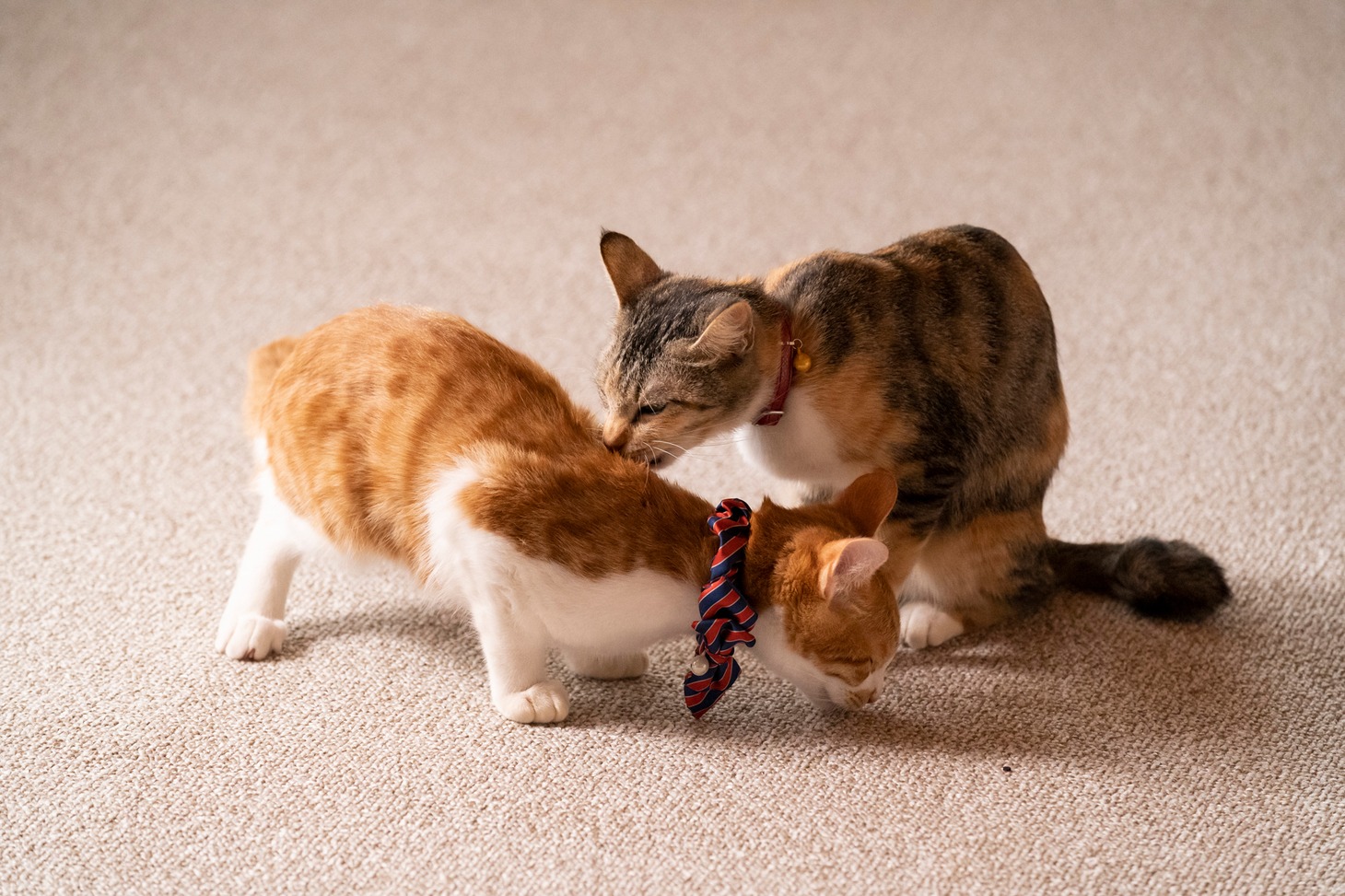 「ねこ物件」