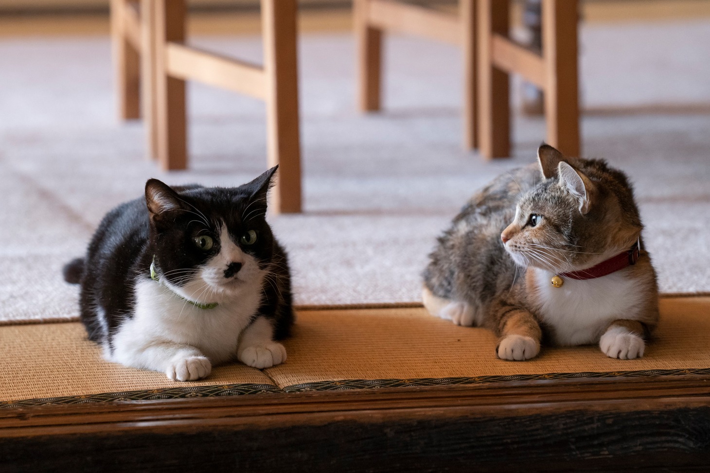 「ねこ物件」