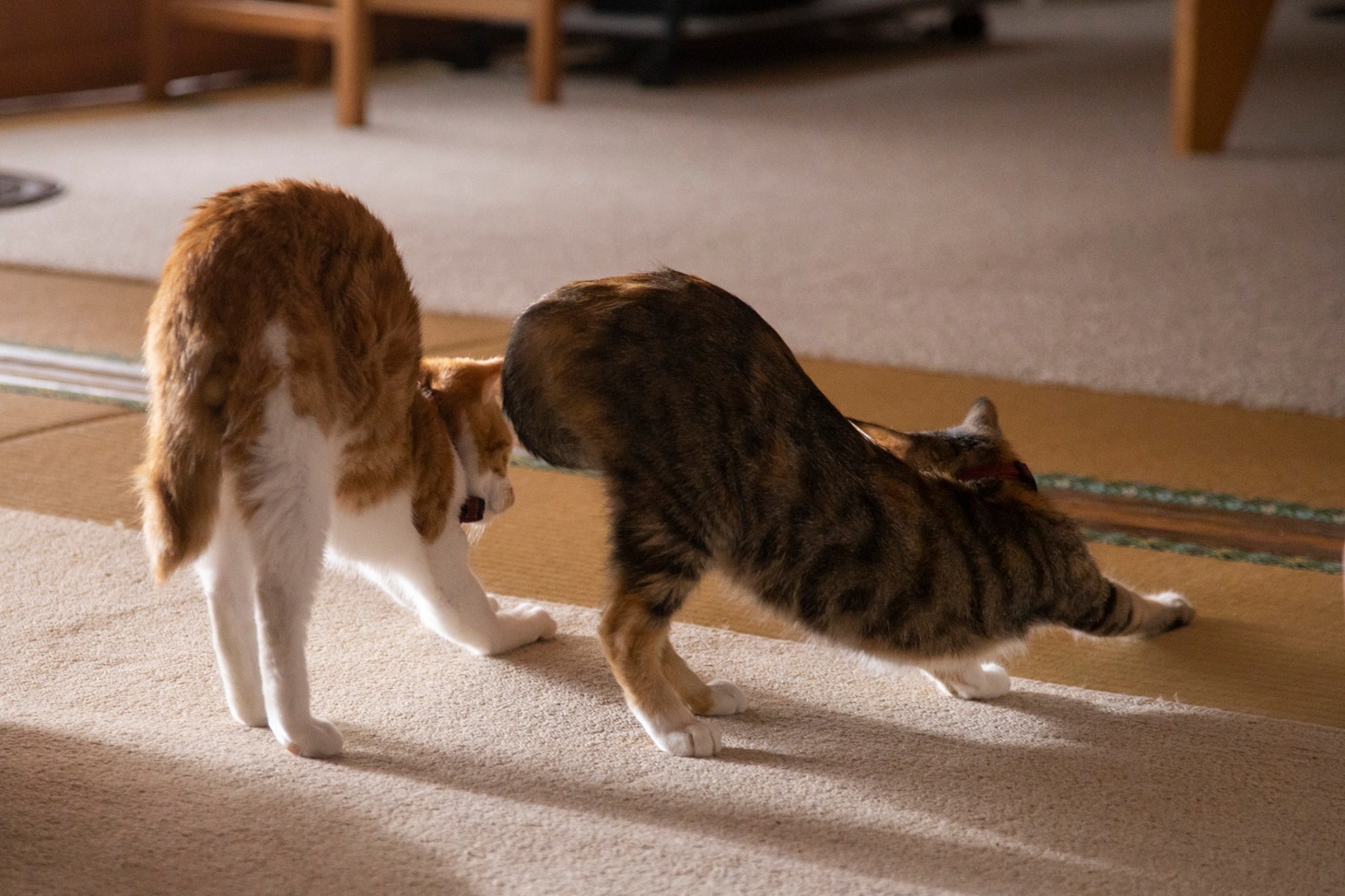 「ねこ物件」