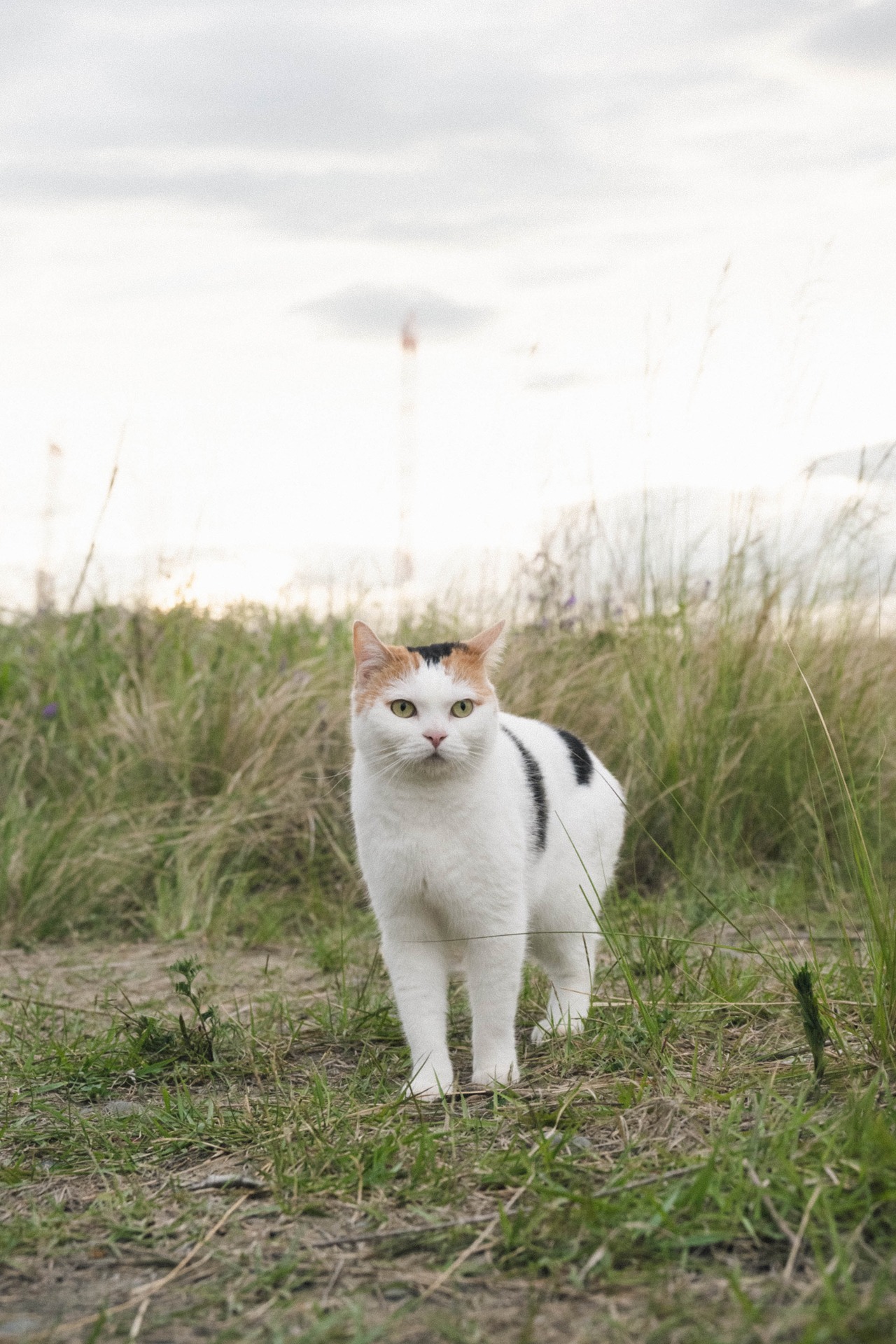 「猫は逃げた」新写真 (c)2021『猫は逃げた』フィルムパートナーズ