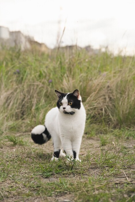 カンタ役のオセロ。(c)2021『猫は逃げた』フィルムパートナーズ