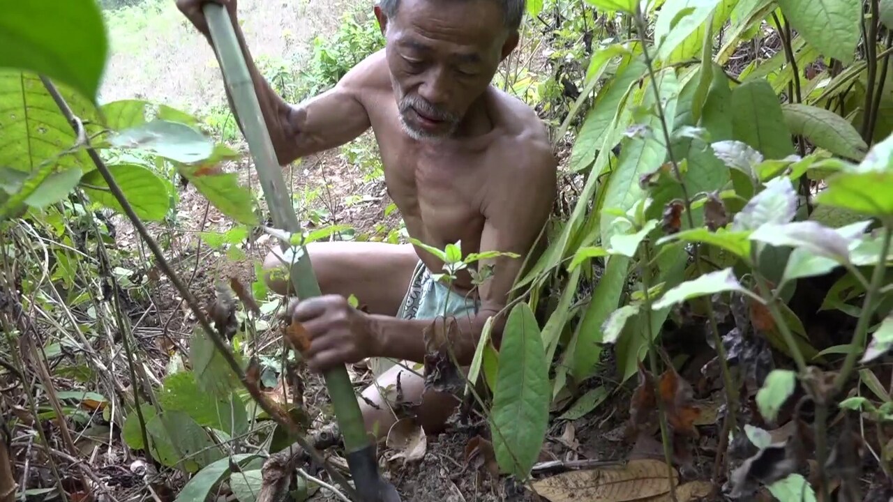 バナナの葉で家を作る「森のムラブリ」予告公開、コムアイらがコメント