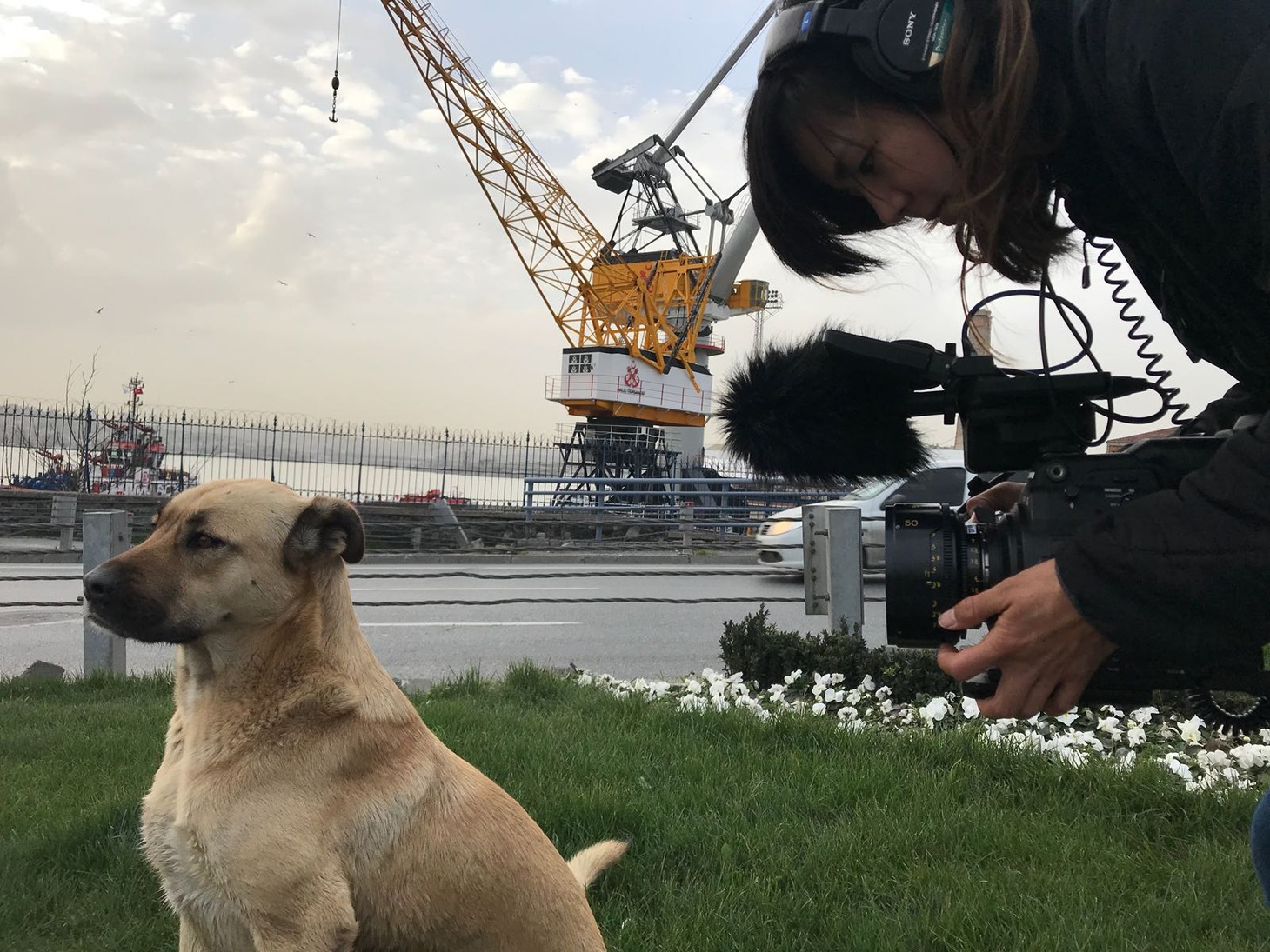 「ストレイ 犬が見た世界」メイキング写真