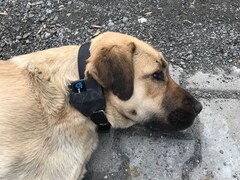 犬目線で撮影したドキュメンタリーの撮影風景 犬の聴覚 を表現した音のこだわりも 監督コメントあり 映画ナタリー