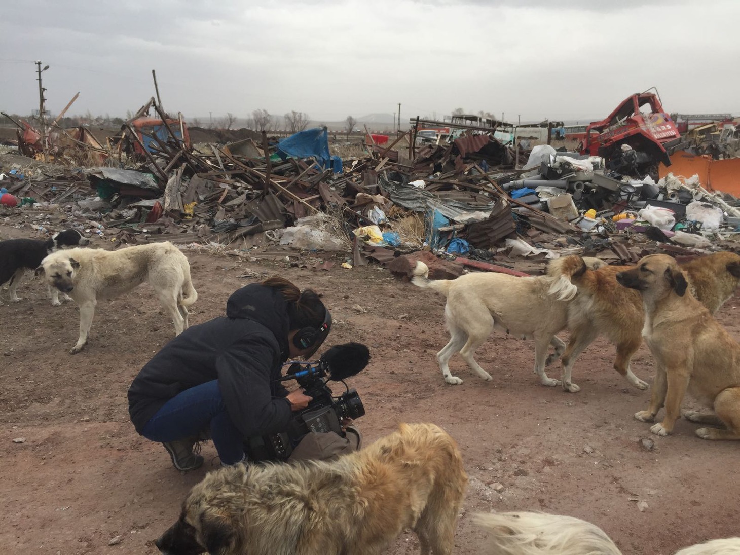「ストレイ 犬が見た世界」メイキング写真