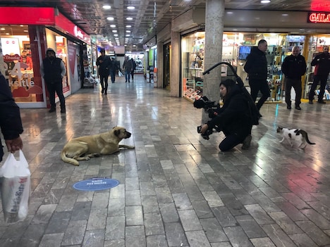 「ストレイ 犬が見た世界」メイキング写真