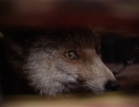 「チロンヌプカムイ イオマンテ」